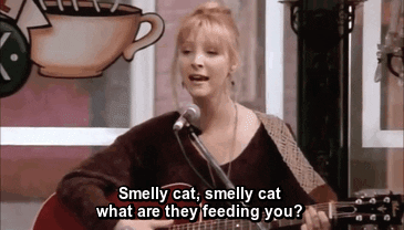 Smelly cat, smel-ly cat, what are they feeding you? Smelly cat, smel-ly cat, it's not your fault.